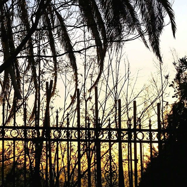 LOW ANGLE VIEW OF TREES AGAINST SKY