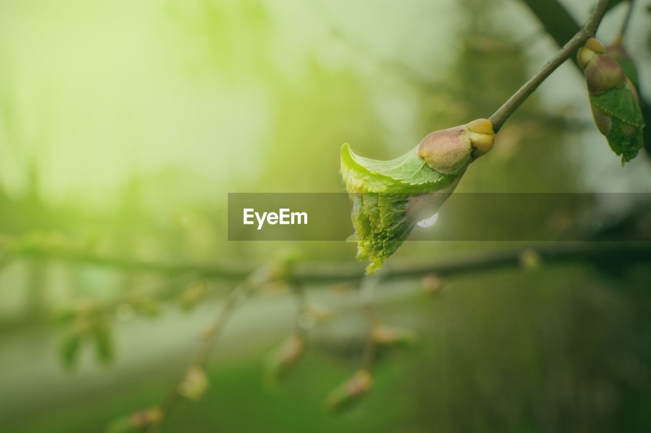 Close-up of fresh green bud