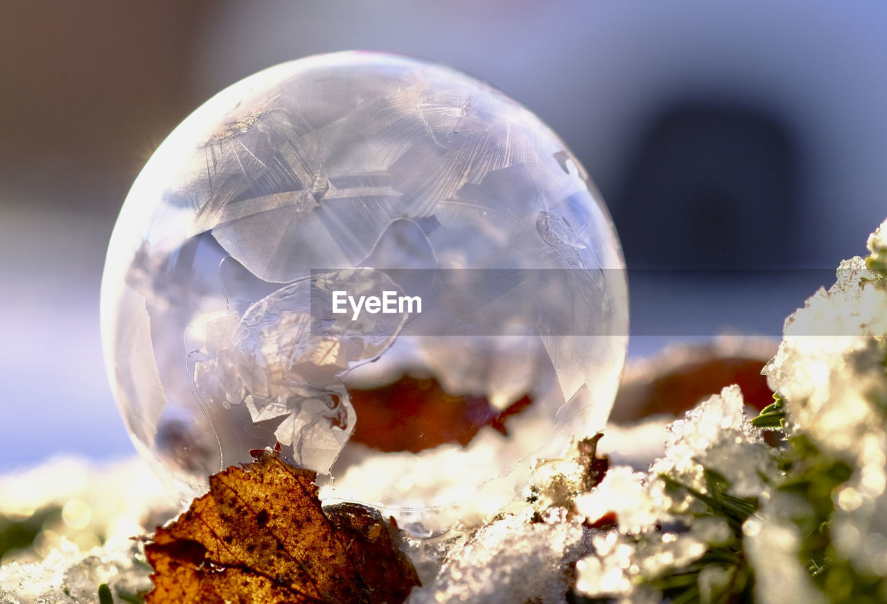 macro photography, close-up, nature, sphere, flower, no people, reflection, outdoors, selective focus, environment, day, globe - man made object, plant, focus on foreground, fragility, land, transparent, glass, beauty in nature