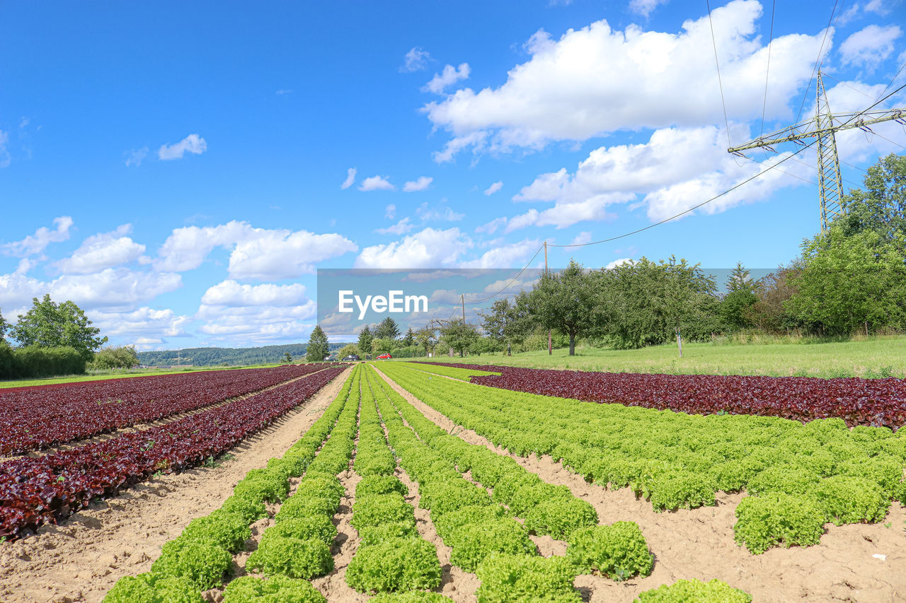 SCENIC VIEW OF FARM AGAINST SKY