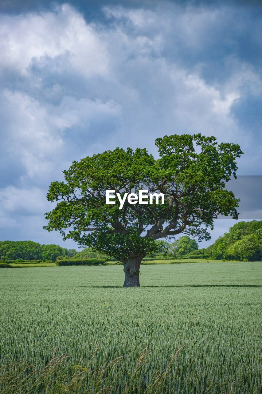 Tree on field against sky