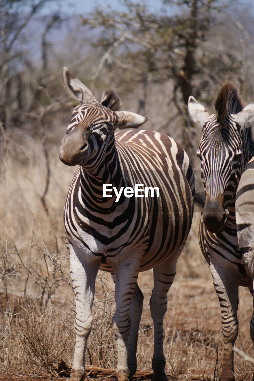 Zebras standing in the wild shaking there heads