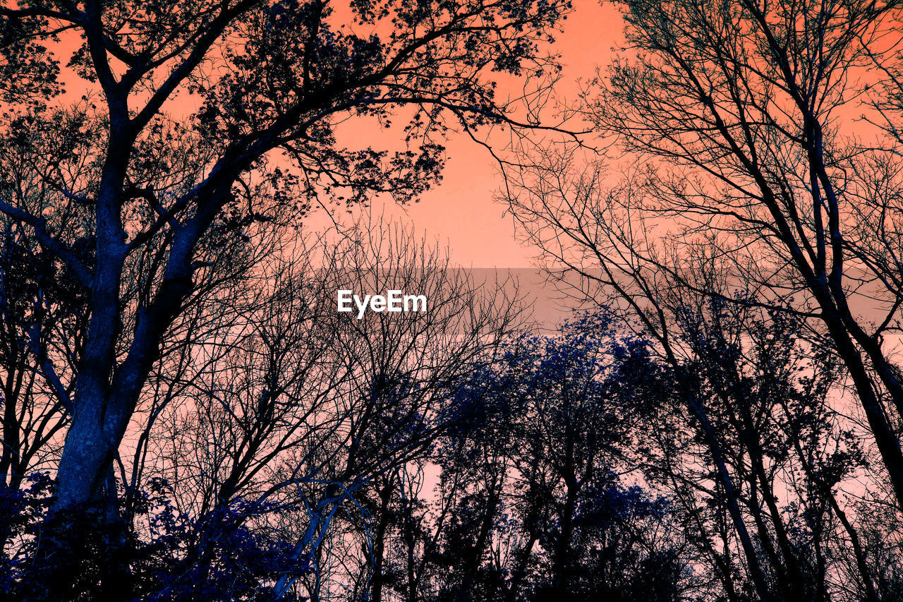 LOW ANGLE VIEW OF TREES AT SUNSET