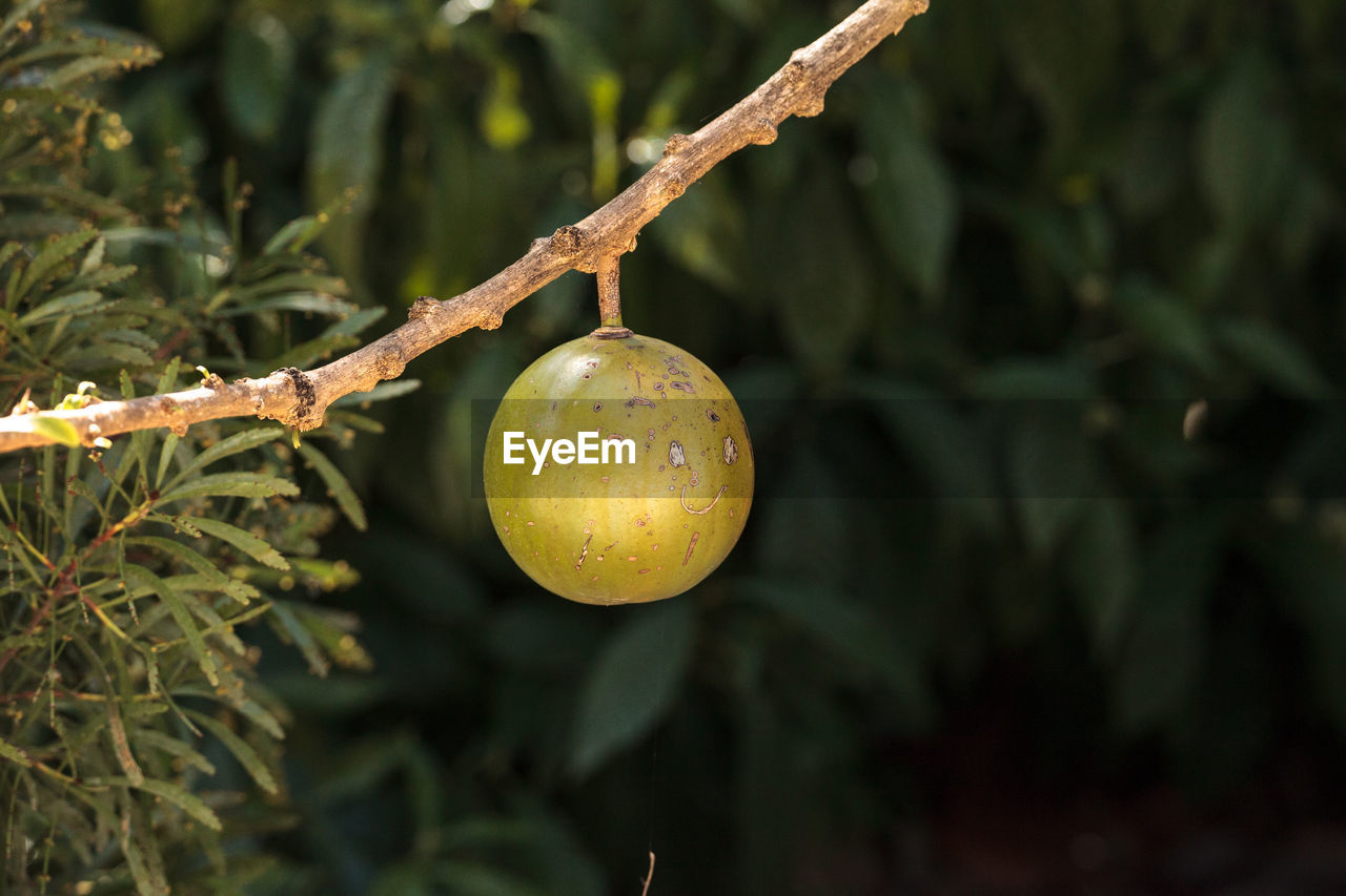 Fruit on calabash tree crescentia cujete is often used to make bowls and cups in south america