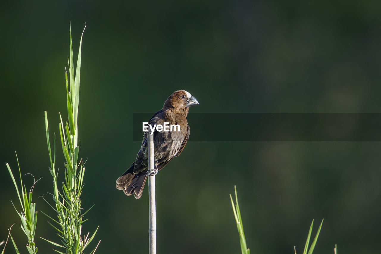 CLOSE-UP OF A BIRD PERCHING ON PLANT