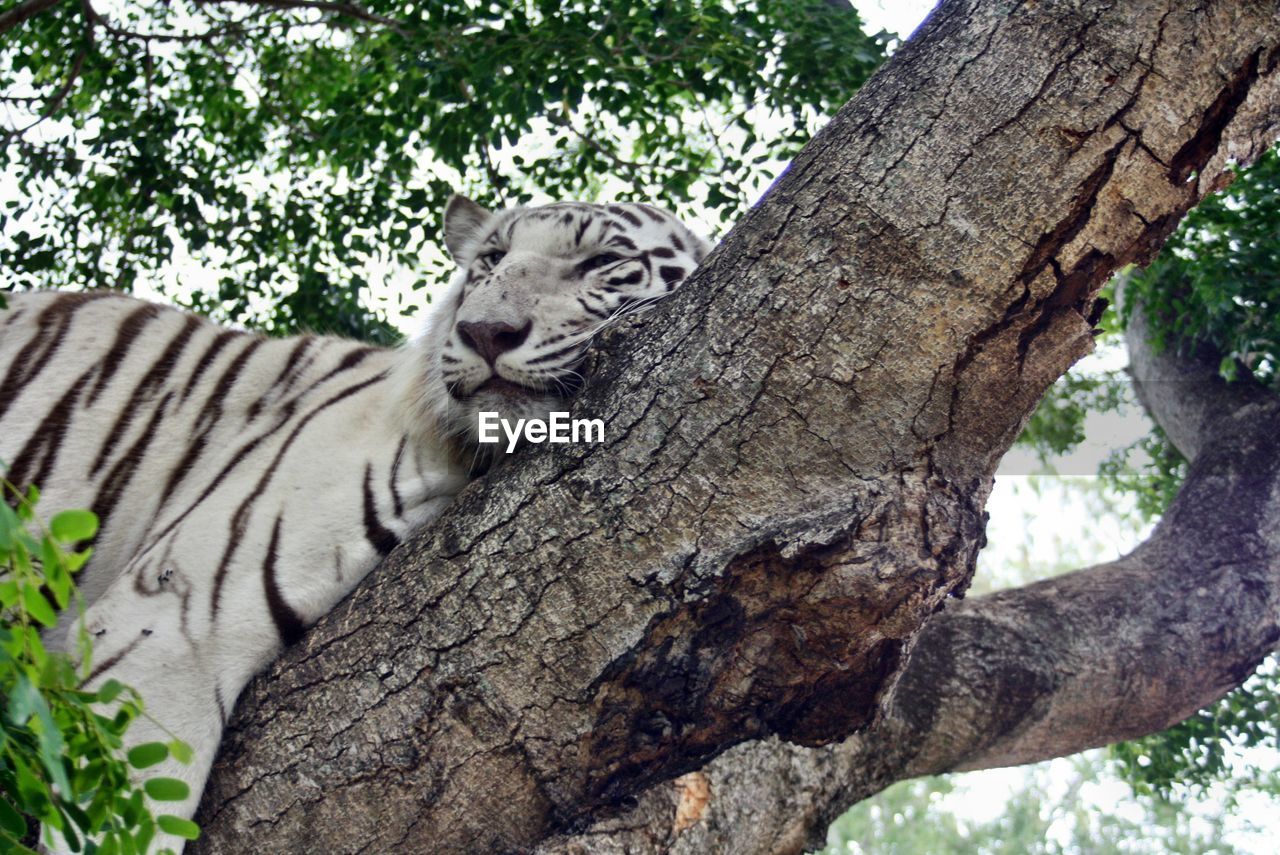 VIEW OF A TREE