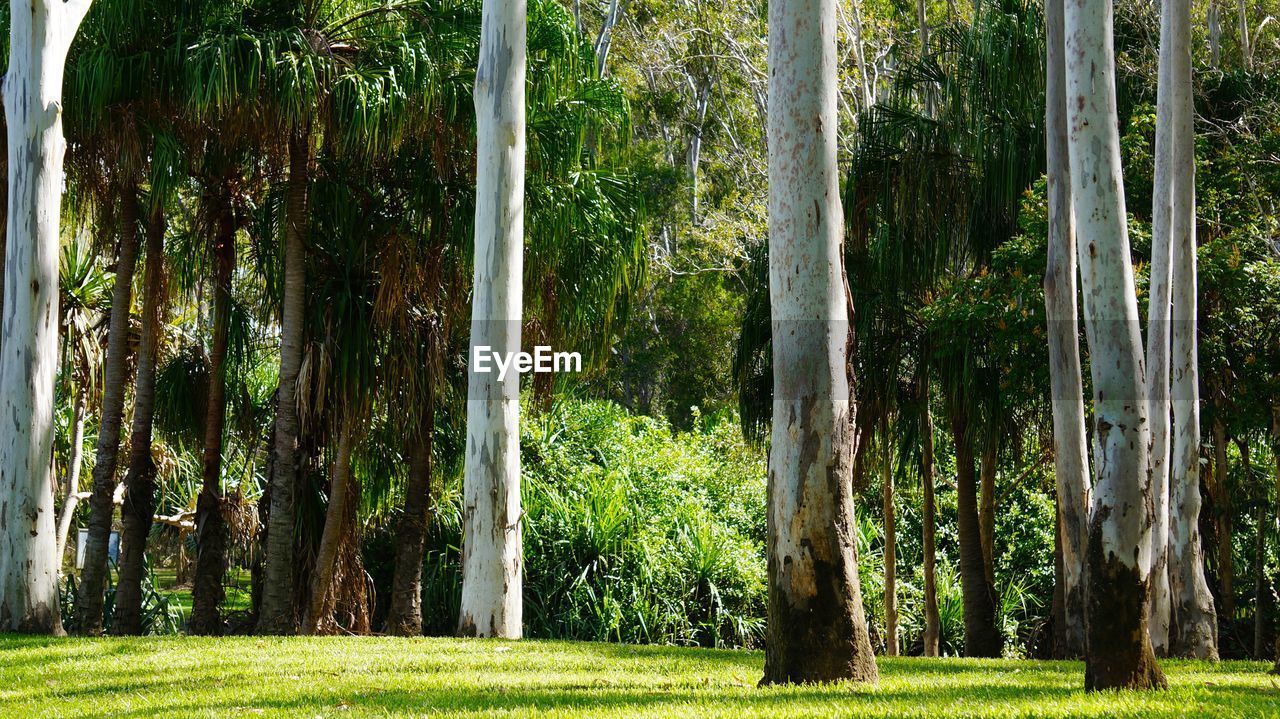 TREES GROWING IN PARK