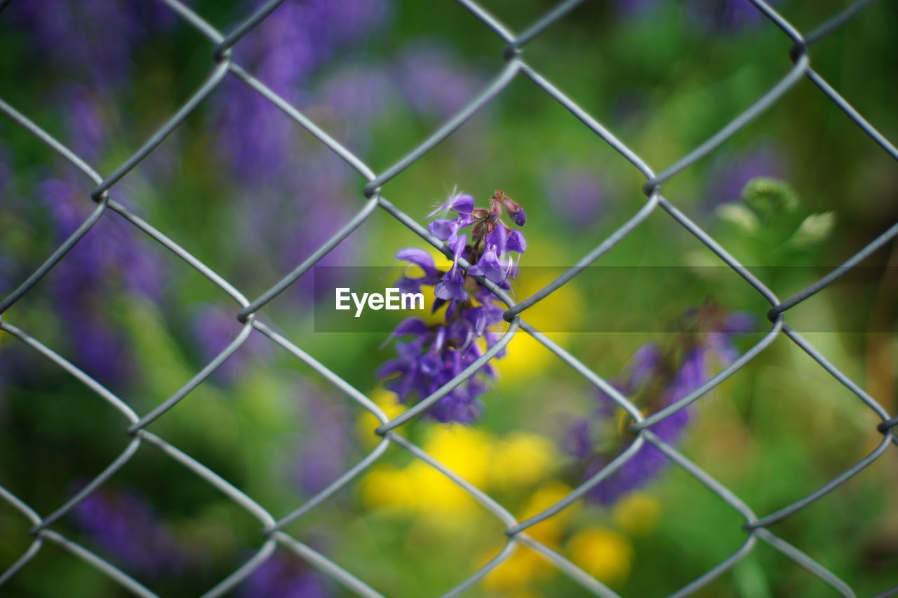 CLOSE-UP OF PURPLE FLOWERING PLANTS AGAINST CHAINLINK FENCE
