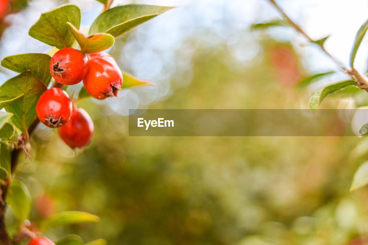 Close-up of red rowan berries on tree