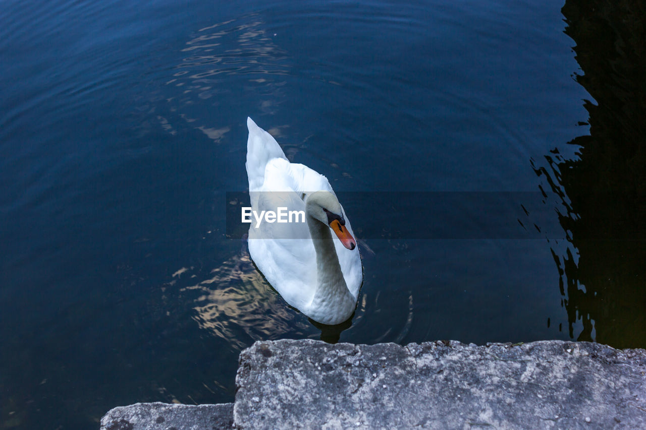 WHITE SWAN ON LAKE