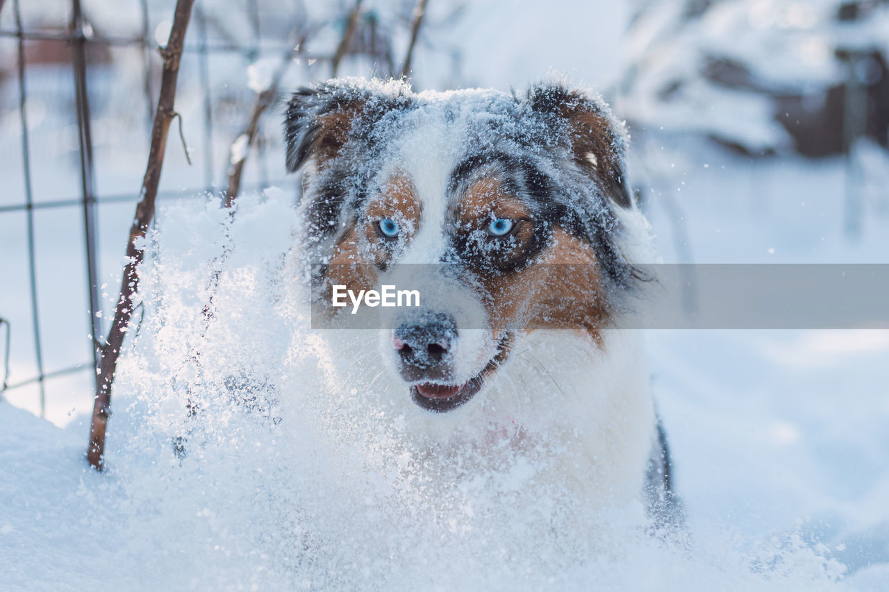 Detail on the animal head of colourful australian shepherd during the winter season. snow and puppy