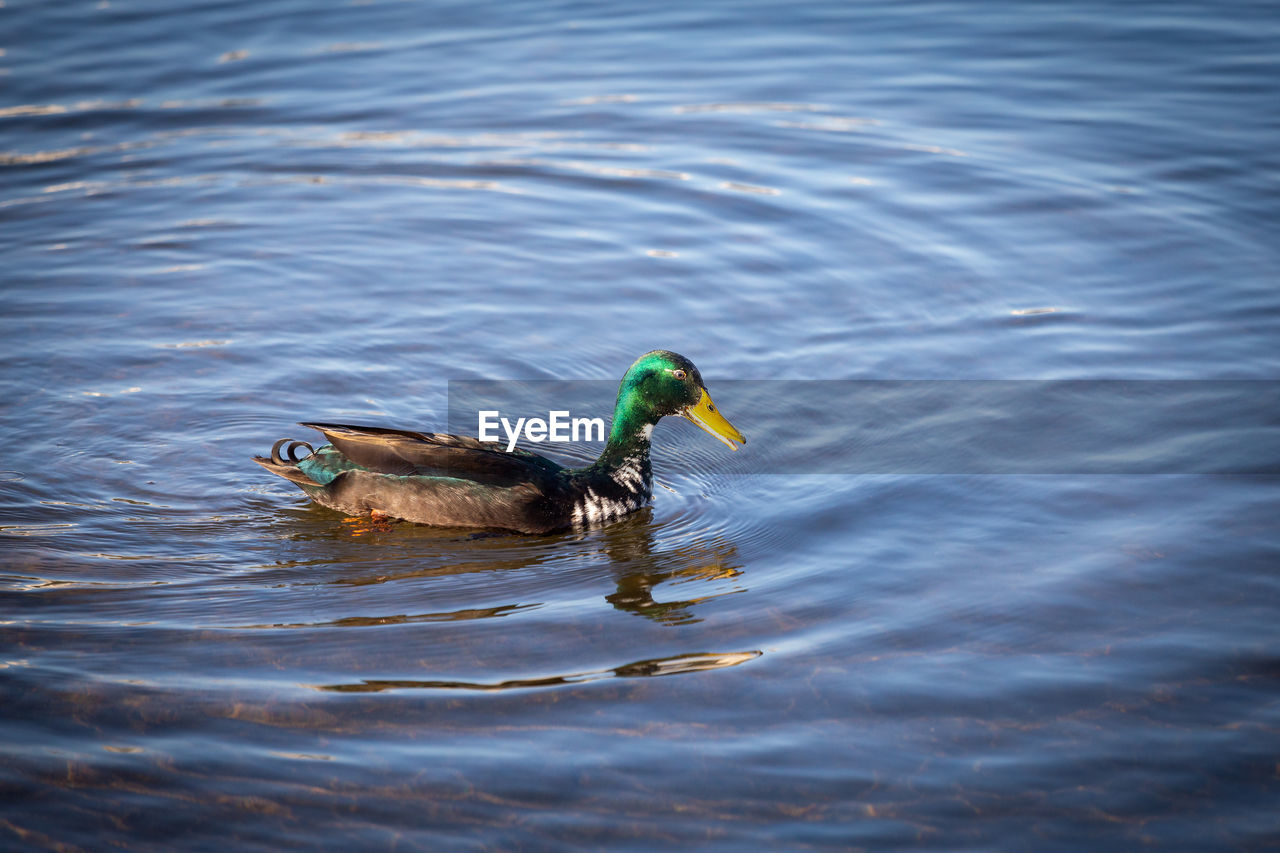 HIGH ANGLE VIEW OF DUCK IN LAKE