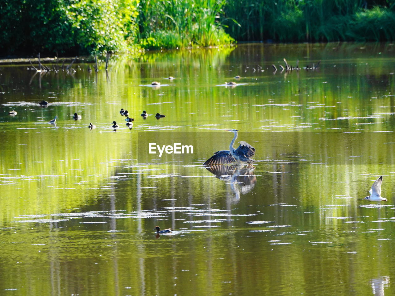 DUCK SWIMMING IN LAKE