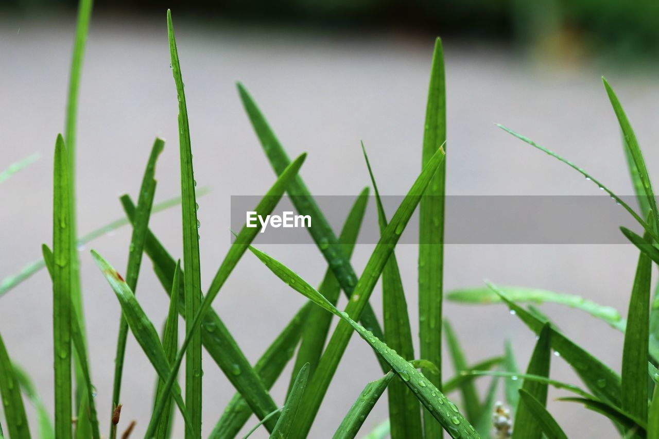 Close-up of grass growing on field