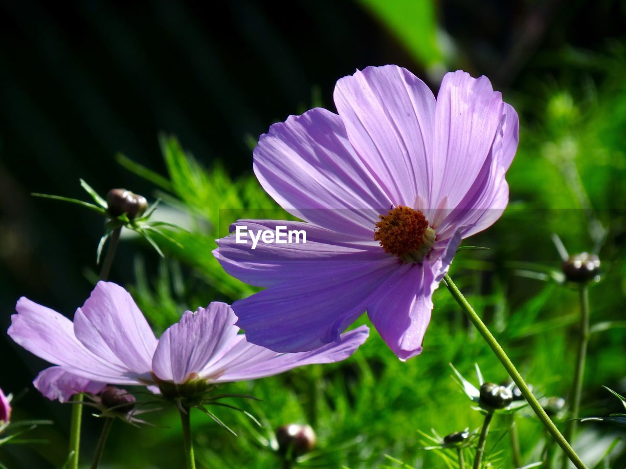 Close-up of purple cosmos flower