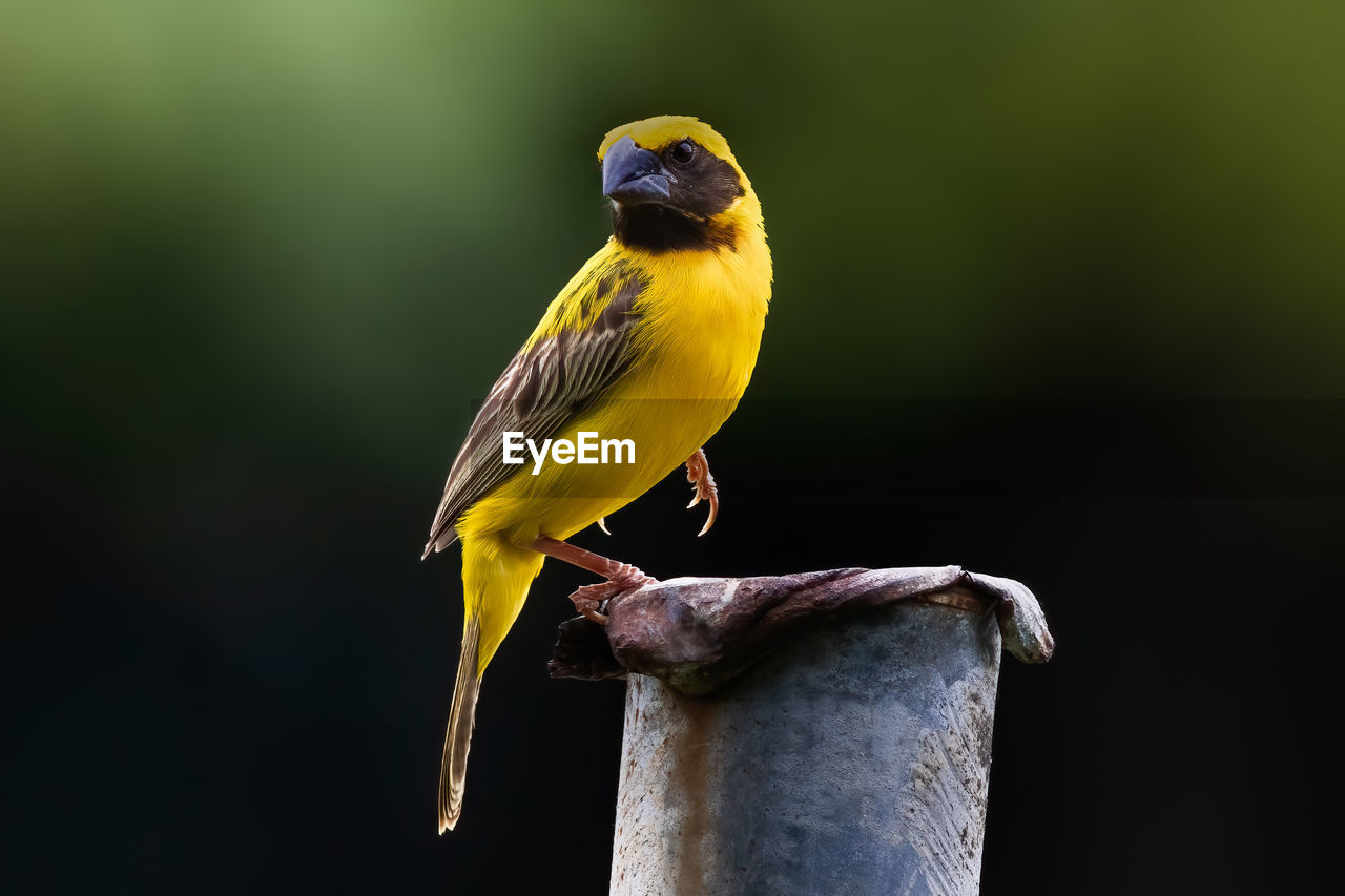 Asian golden weaver perched on steel pipe