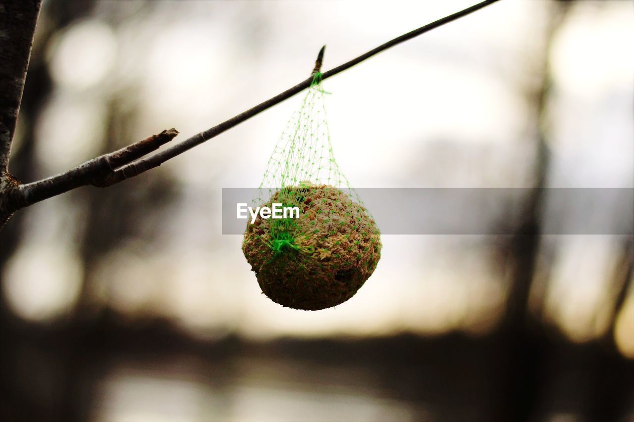 CLOSE-UP OF FRUIT ON TREE