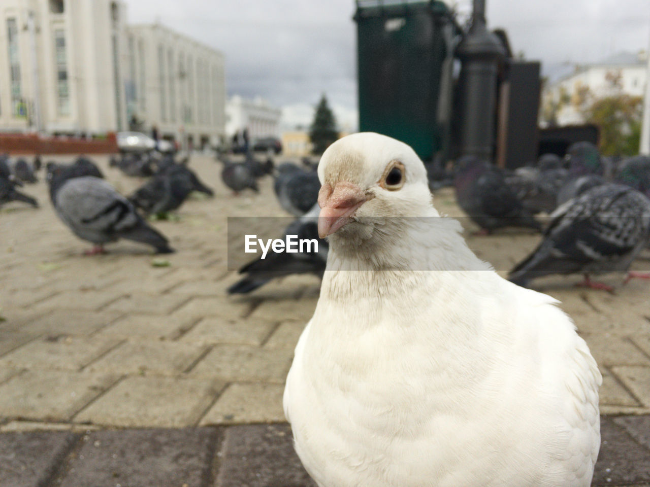 White pigeon on the city square among grey pigeons