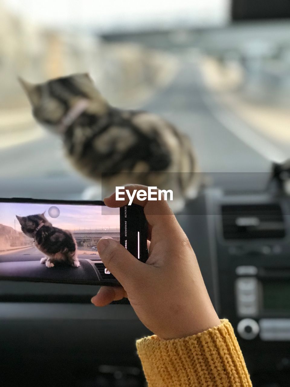 Cropped hand of woman photographing cat sitting on dashboard in car with mobile phone