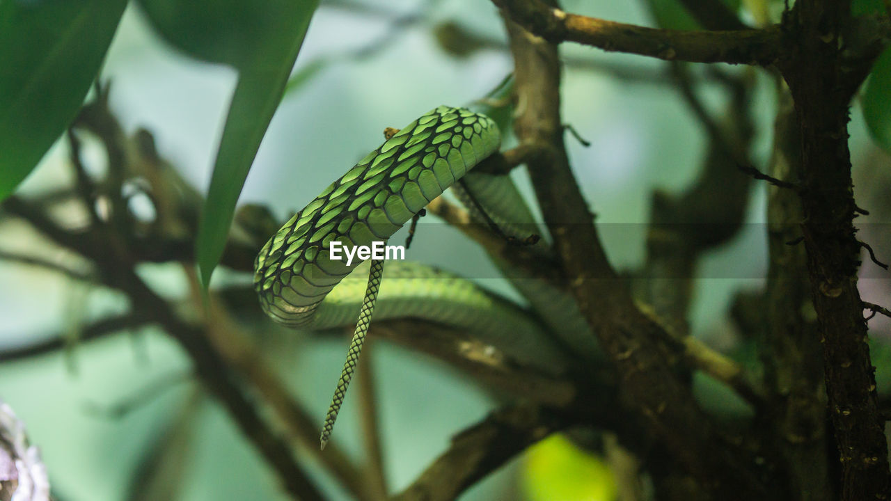 green, animal themes, animal, animal wildlife, tree, plant, wildlife, one animal, branch, reptile, nature, jungle, close-up, insect, no people, macro photography, tropics, rainforest, lizard, outdoors, snake, environment, forest, focus on foreground