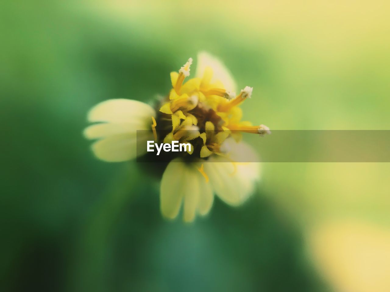 CLOSE-UP OF YELLOW FLOWER BLOOMING