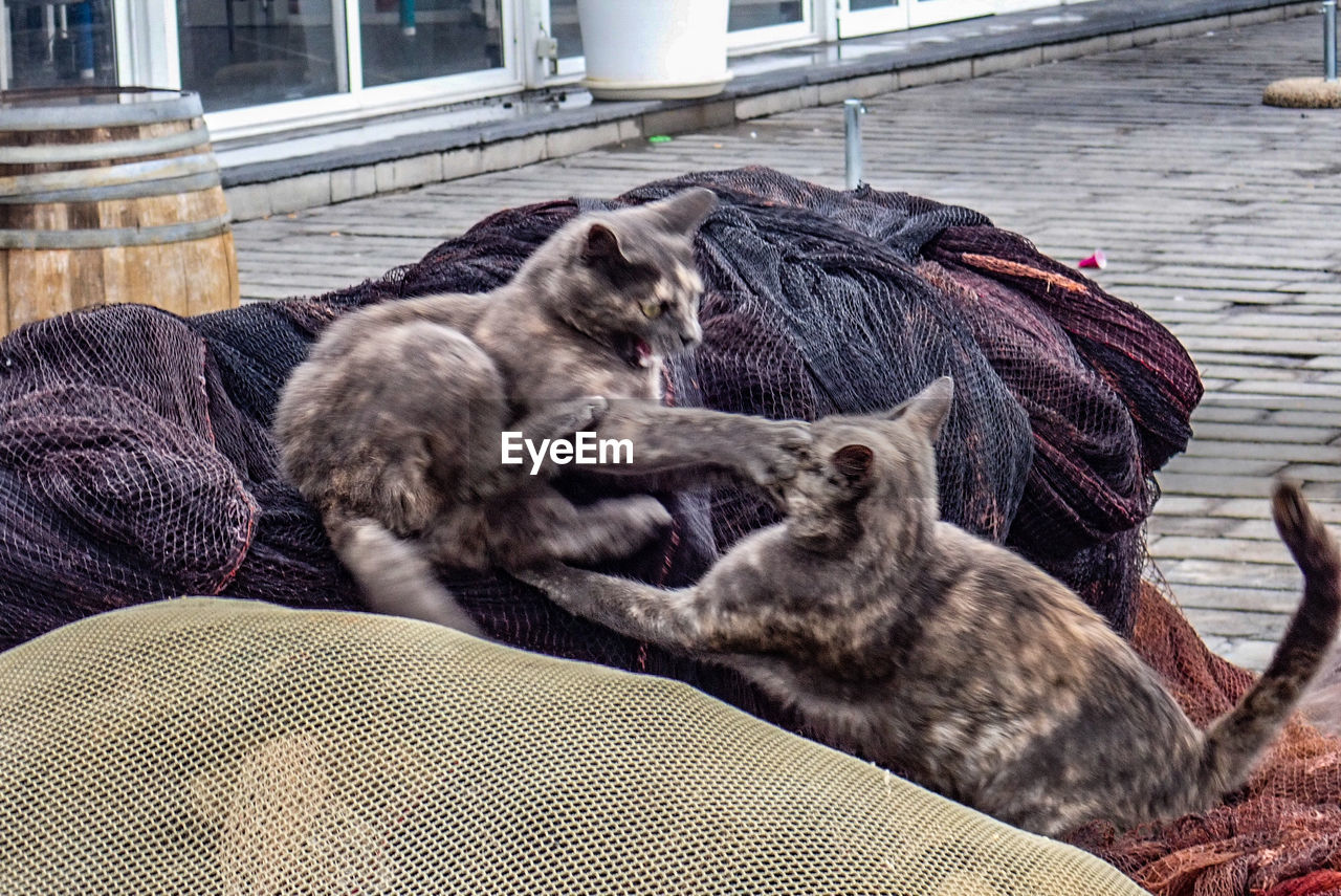 CAT SITTING ON A SOFA