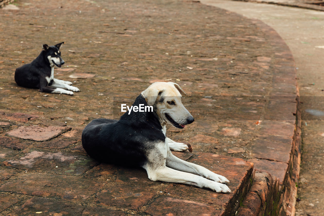 HIGH ANGLE VIEW OF DOG SITTING ON STONE WALL