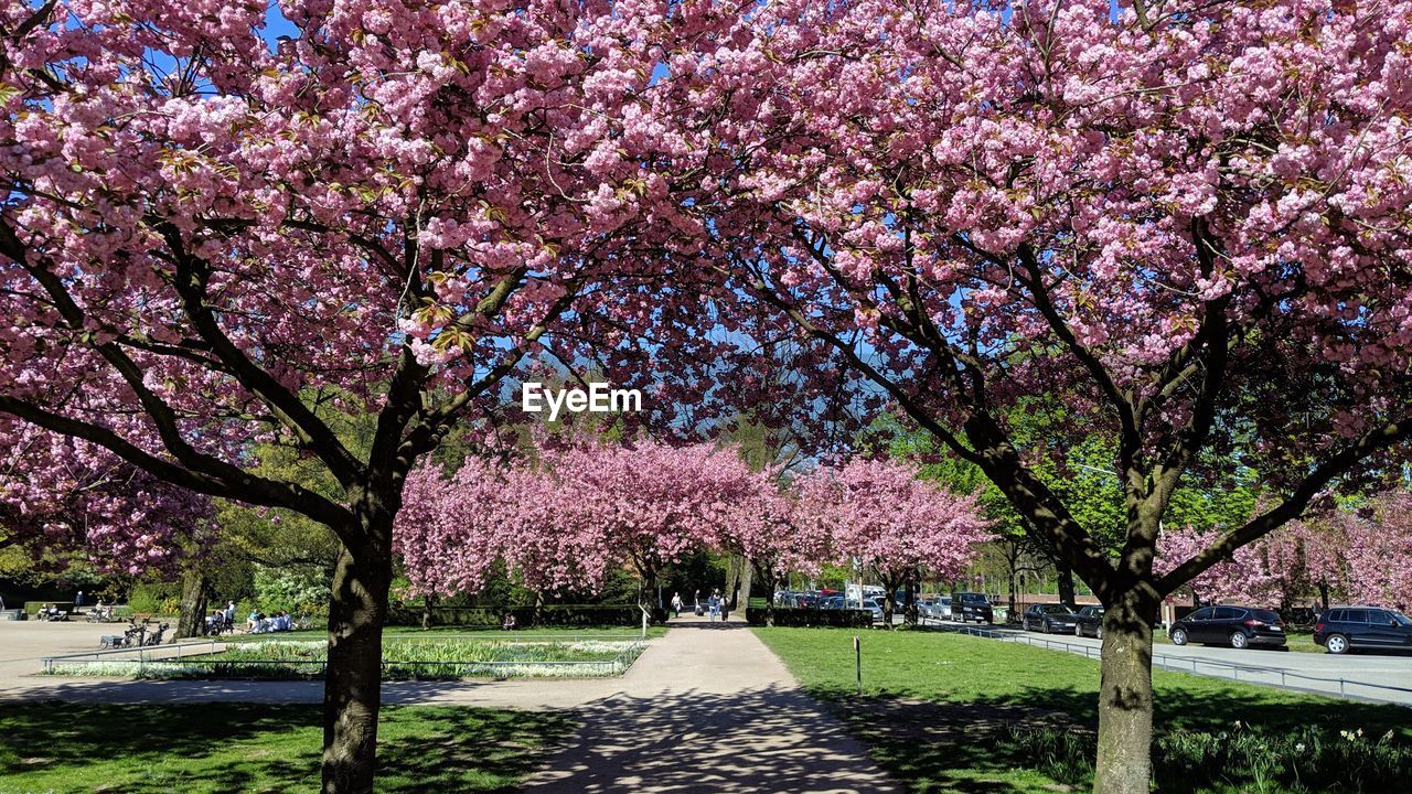 PINK CHERRY BLOSSOM TREE IN PARK