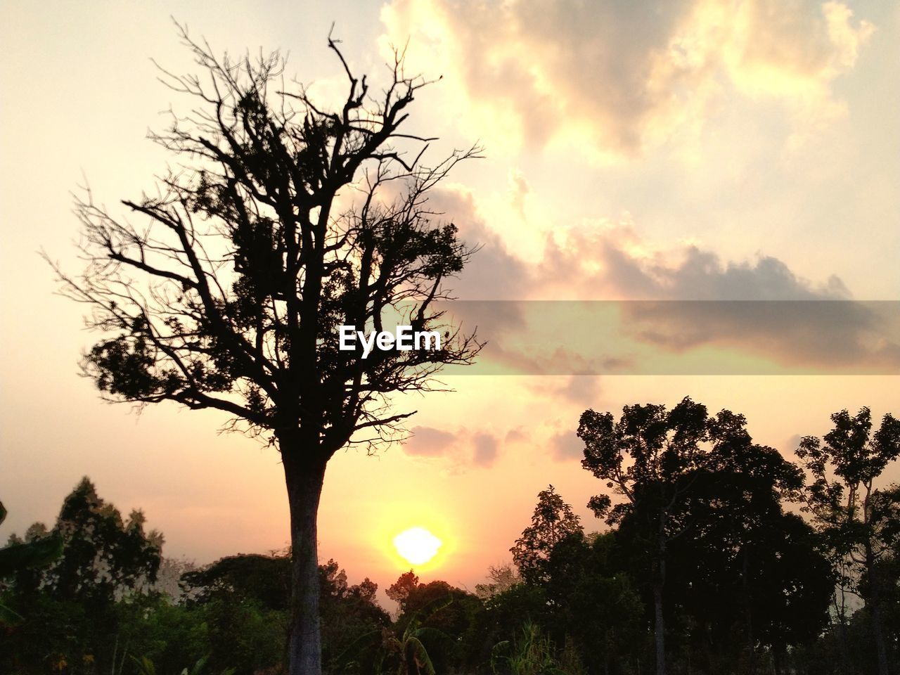 SILHOUETTE TREE AGAINST SUNSET SKY