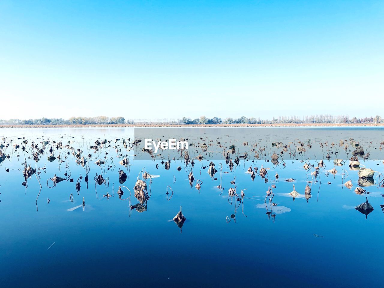 FLOCK OF BIRDS IN WATER