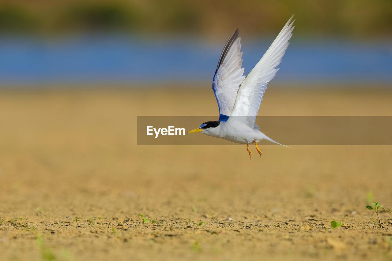 SEAGULL FLYING ABOVE A BIRD