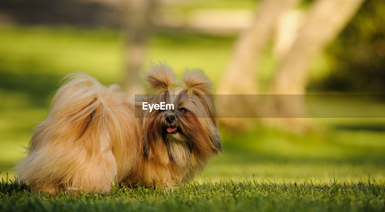 Close-up of dog on field