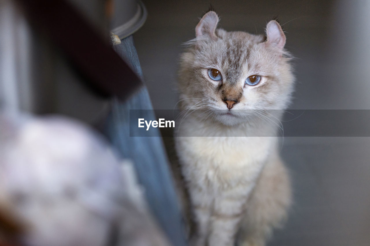 My lovely cat