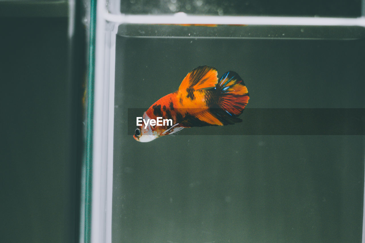 View of fish swimming in sea