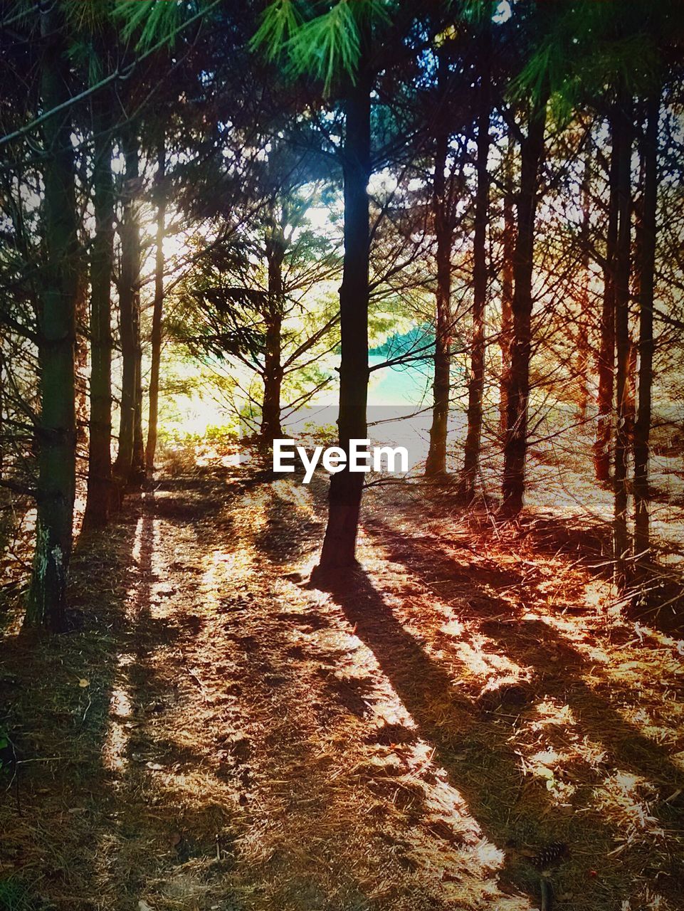 View of trees in forest