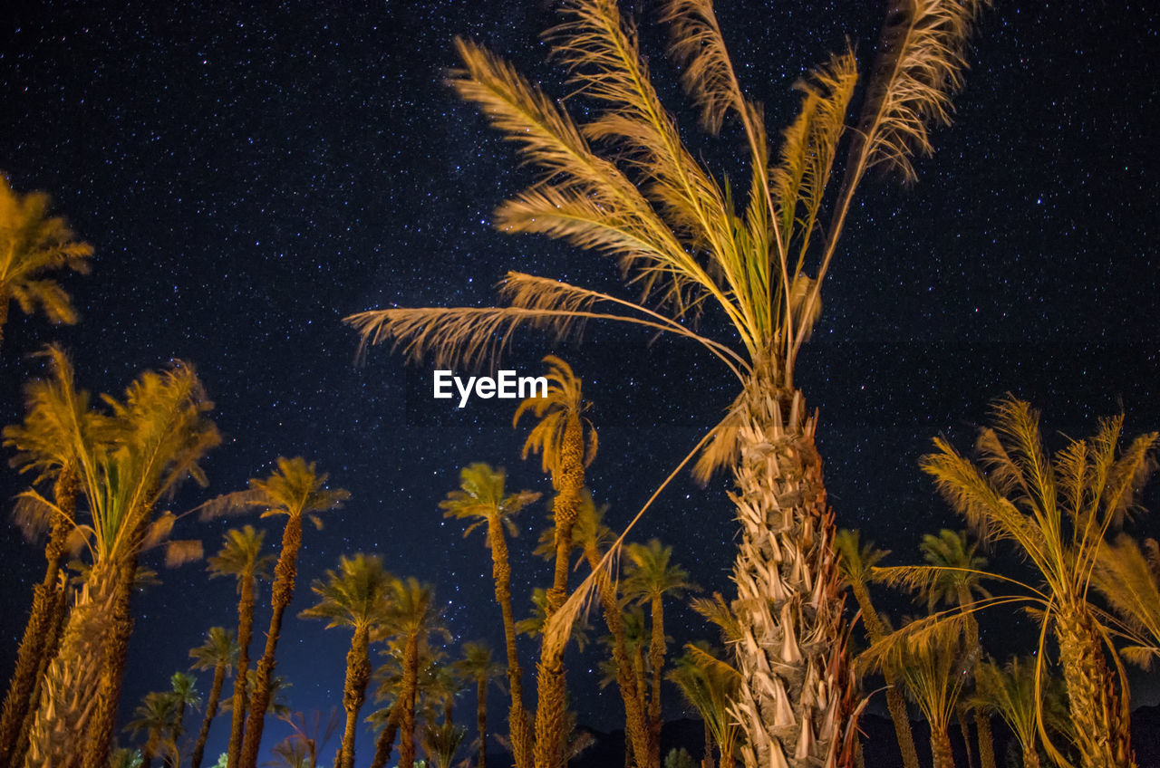 Low angle view of palm trees against sky at night