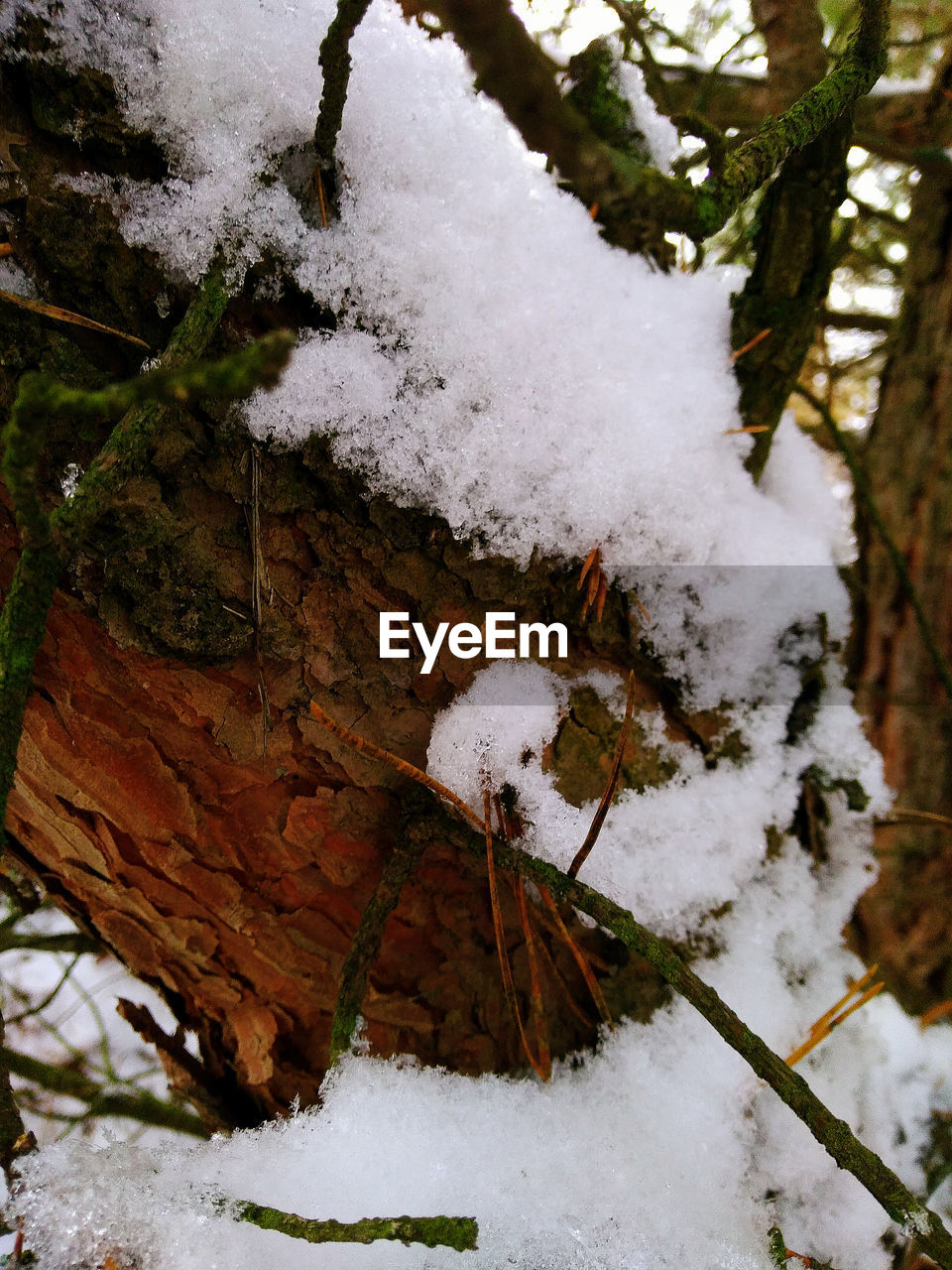 CLOSE-UP OF SNOW ON TREE