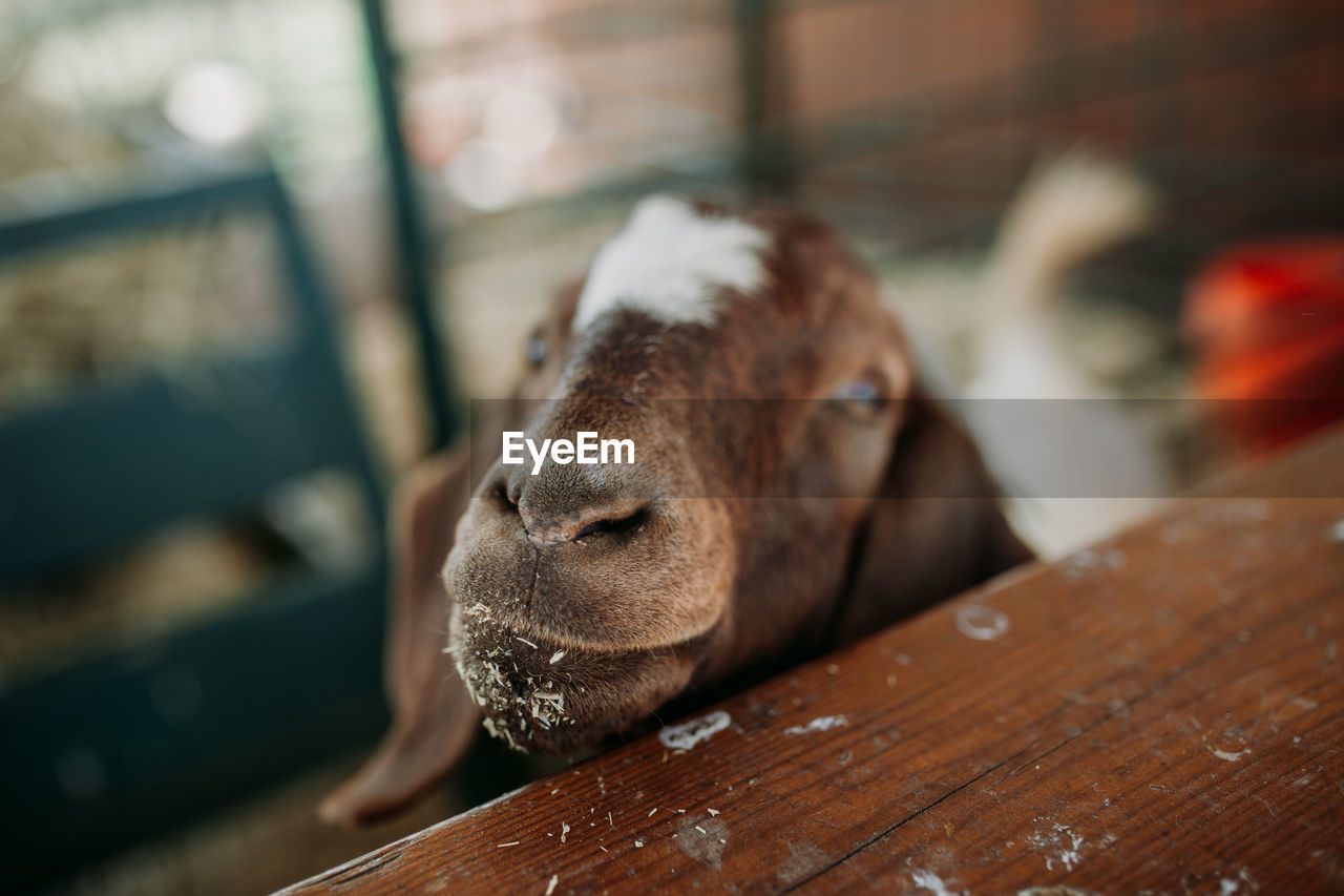 Close-up portrait of a goat