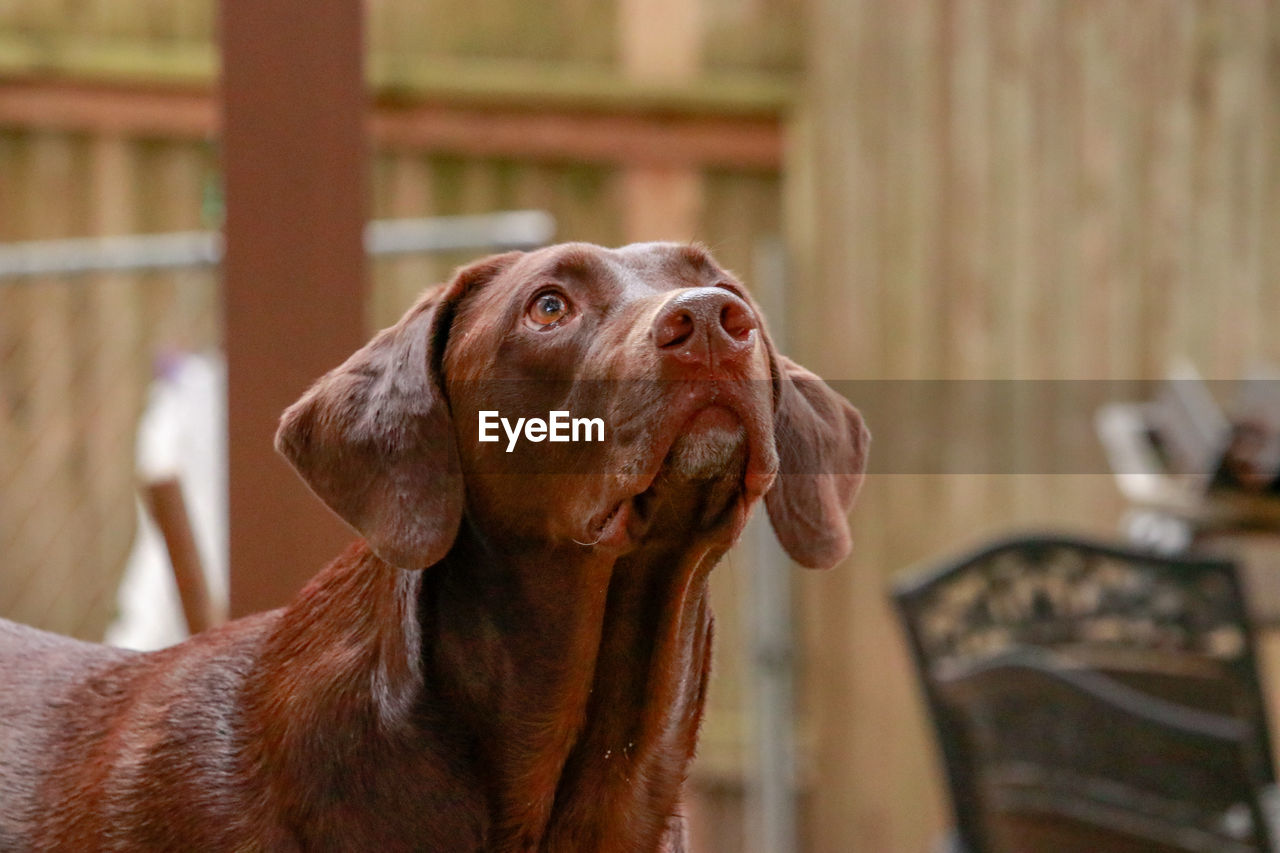 CLOSE-UP OF DOG LOOKING UP