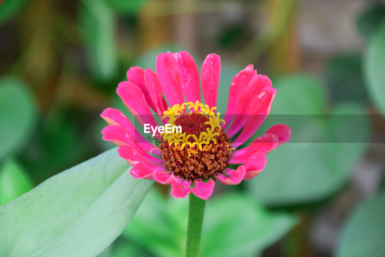 Zinnia flower blooming in summer