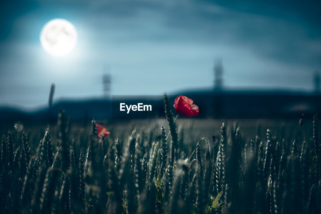 CLOSE-UP OF POPPY ON FIELD AGAINST SKY