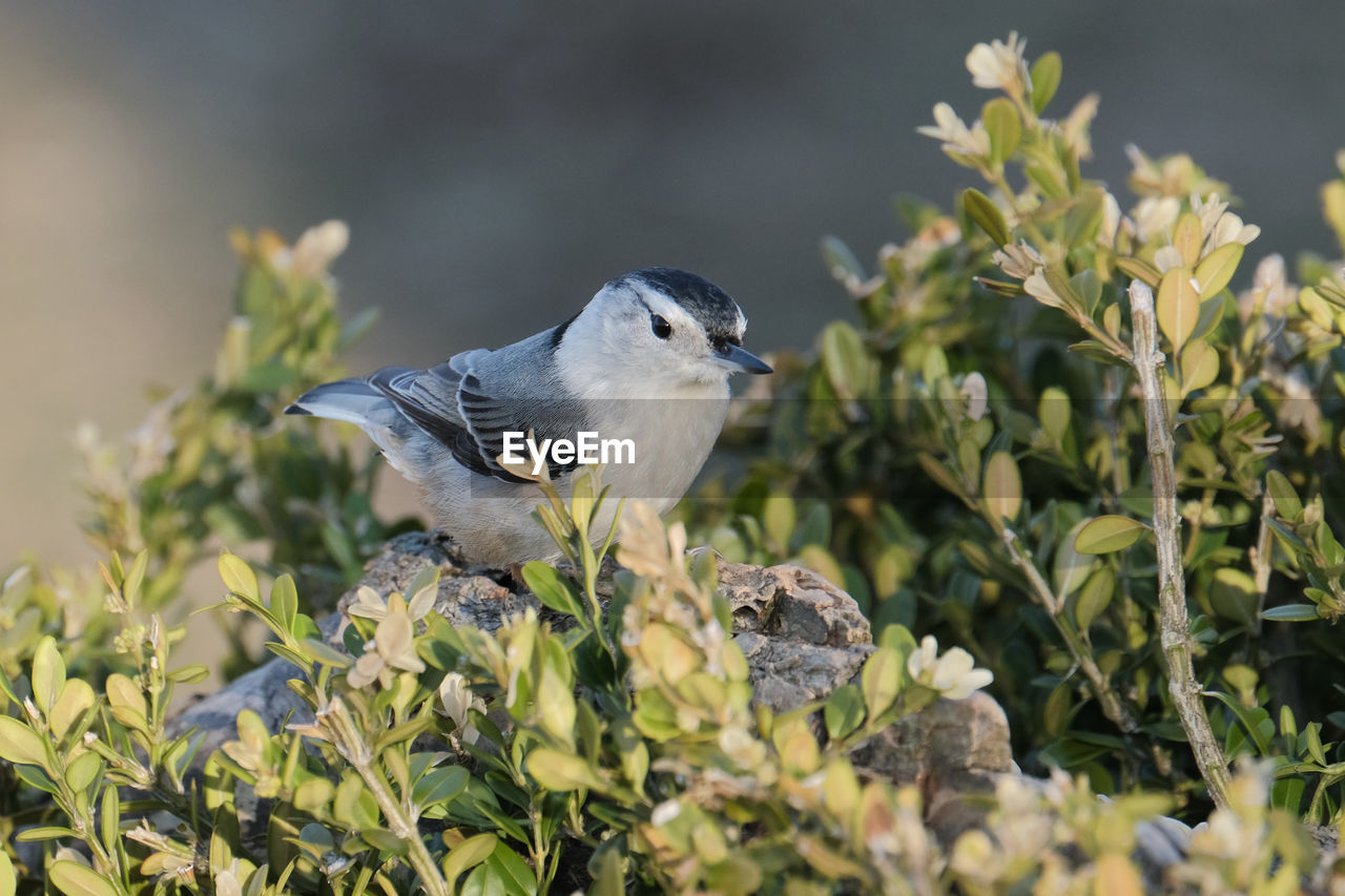 White-breasted nuthatch