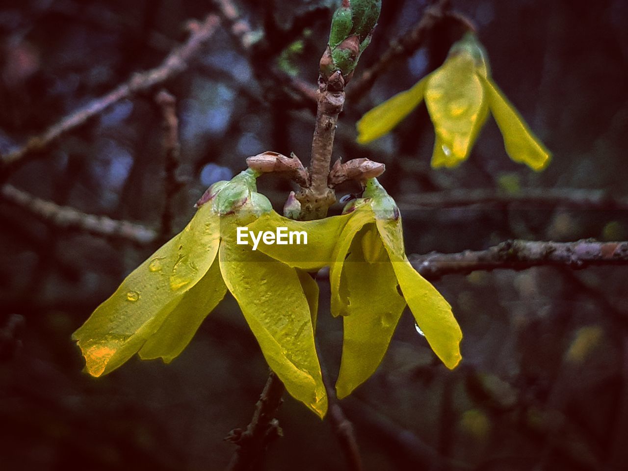 CLOSE-UP OF YELLOW LEAVES ON TREE