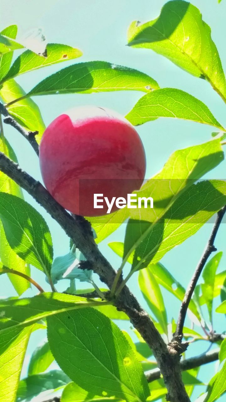 LOW ANGLE VIEW OF RED LEAVES ON TREE