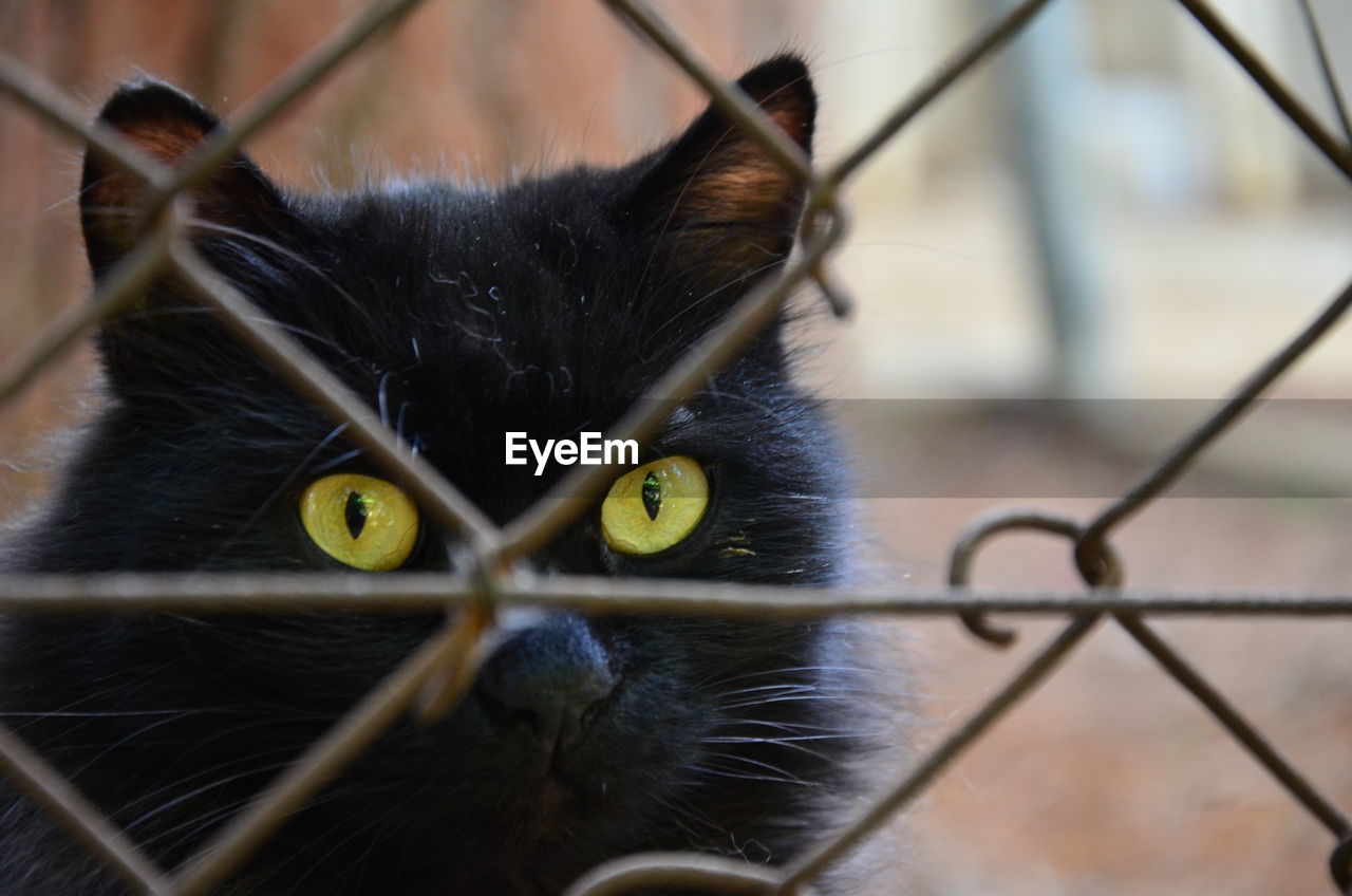 Close-up portrait of a black cat