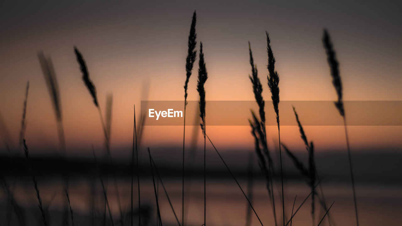 CLOSE-UP OF SILHOUETTE STALKS AGAINST SUNSET SKY