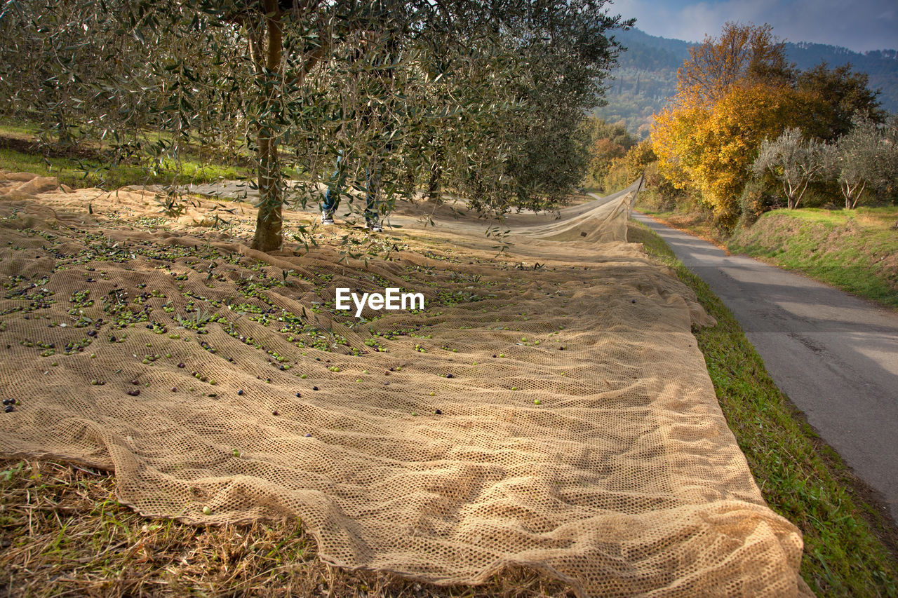 ROAD AMIDST TREES