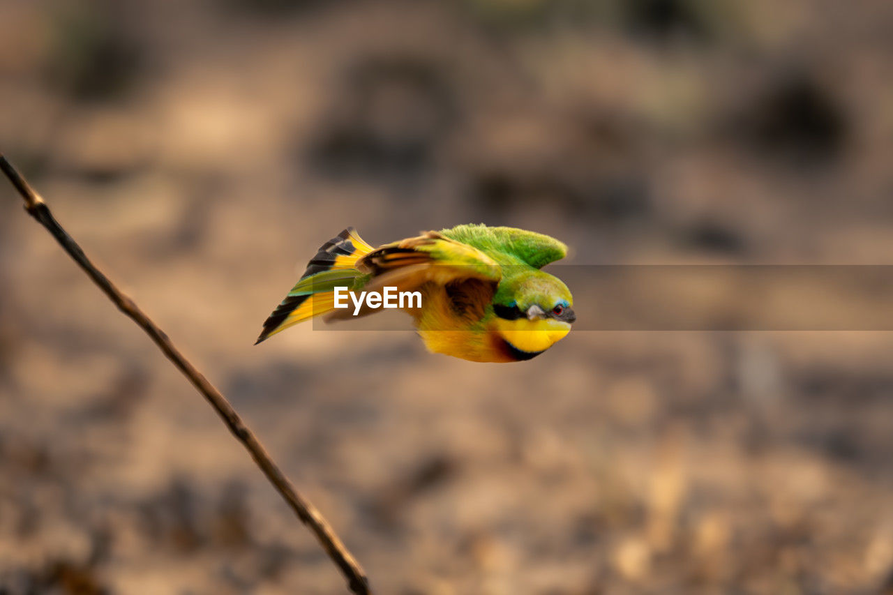 close-up of bird on plant