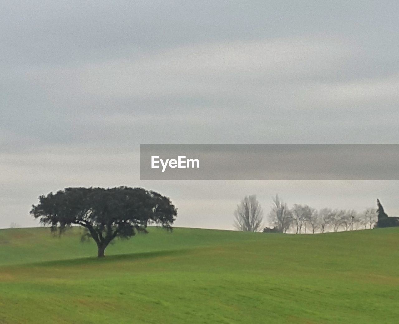 SINGLE TREE IN FARM