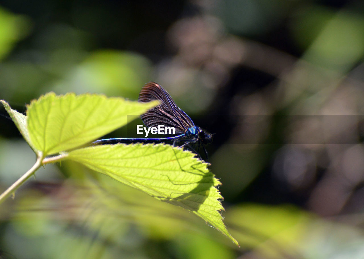 CLOSE-UP OF BUTTERFLY